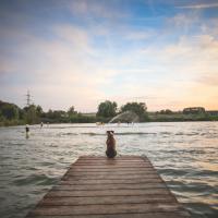 dog-sitting-on-a-pier-picjumbo-com